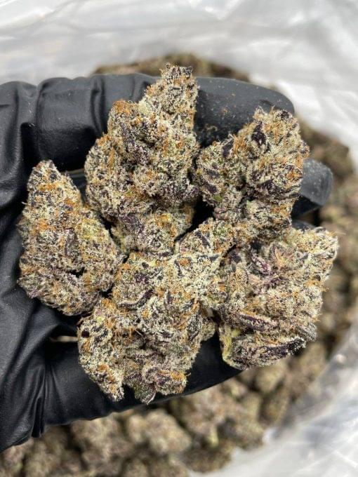 Biscotti Pancakes 3 Strain